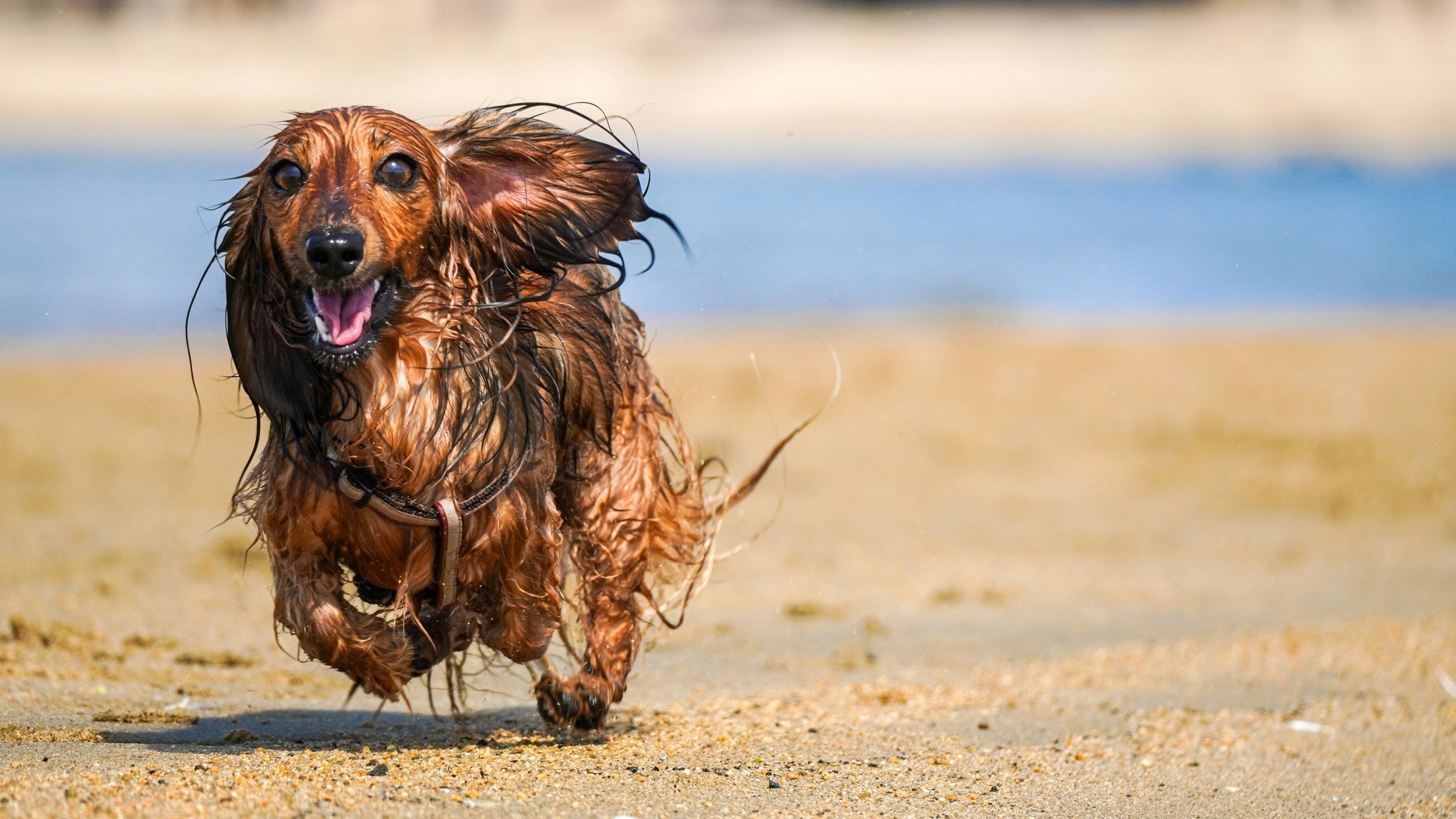 dachshund is running