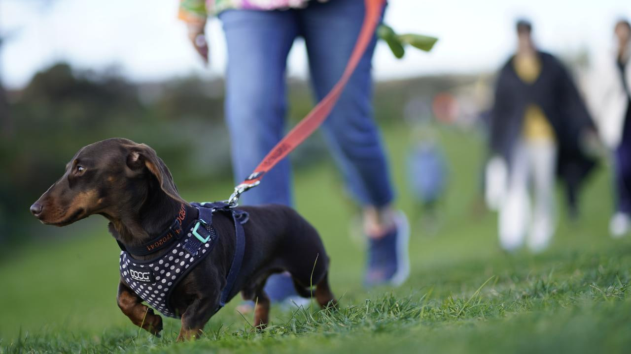 dachshund is walking