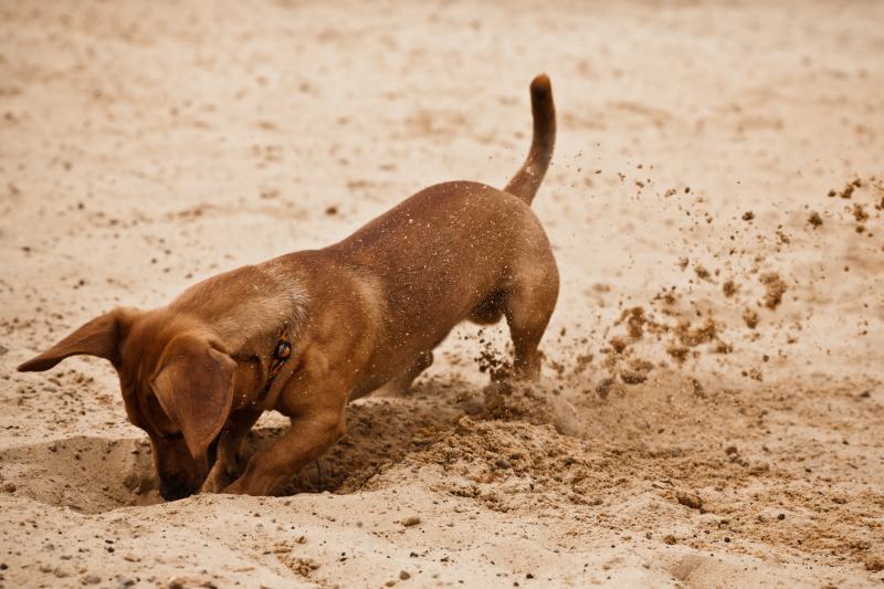 dachshund is Digging Games