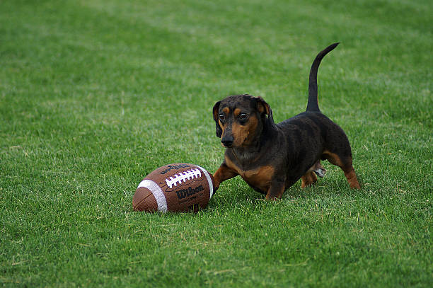 dachshund is playing Football