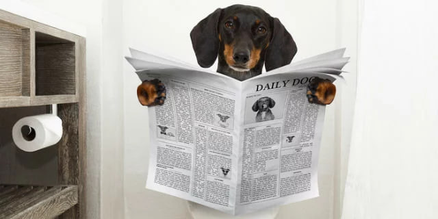 The dachshund is reading the newspaper.