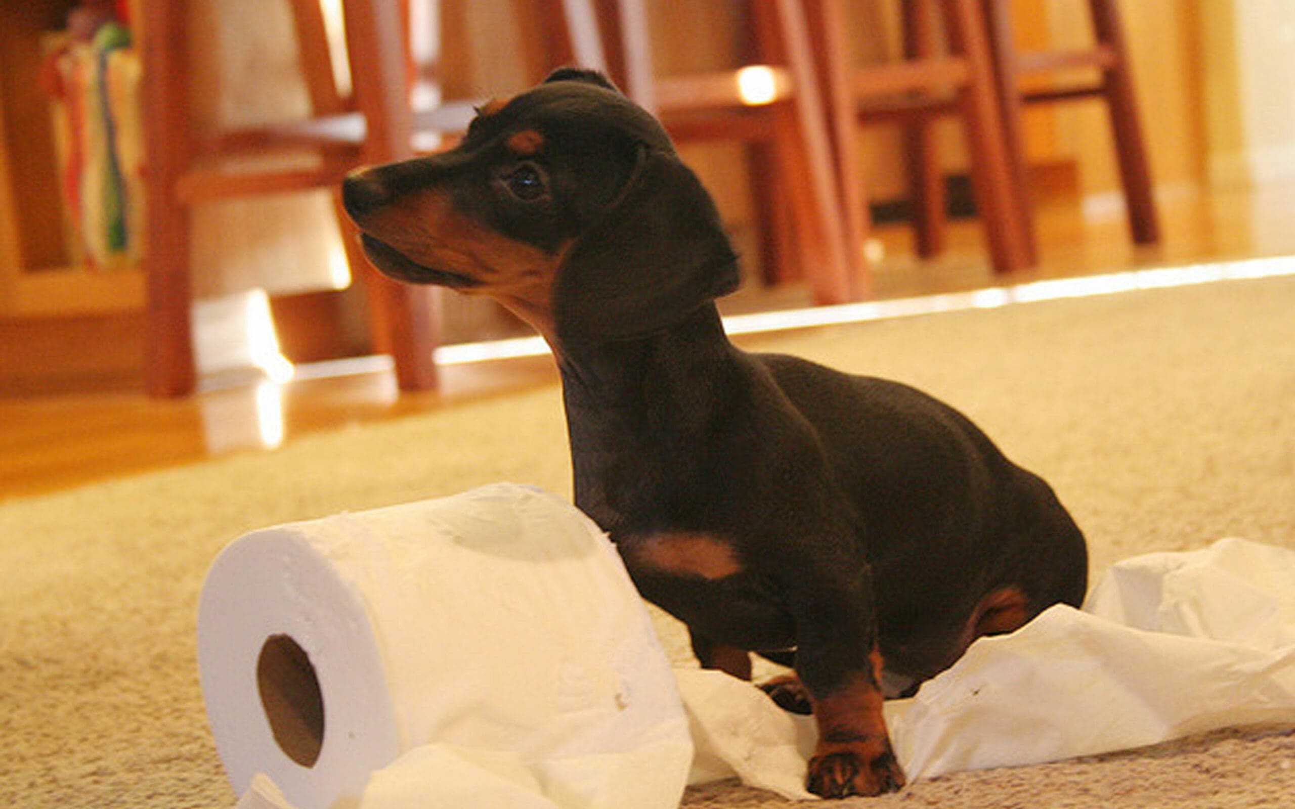 "The dachshund and a roll of toilet paper."