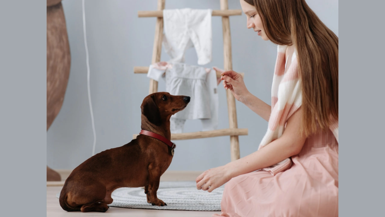 "The dachshund is being trained."