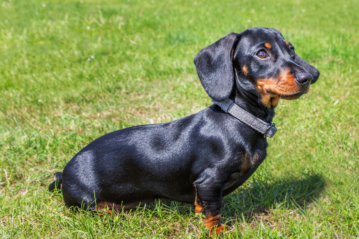 "The dachshund is being petted."