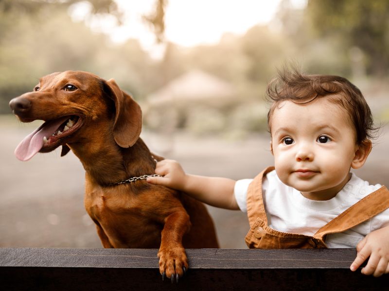 dachshund with kid