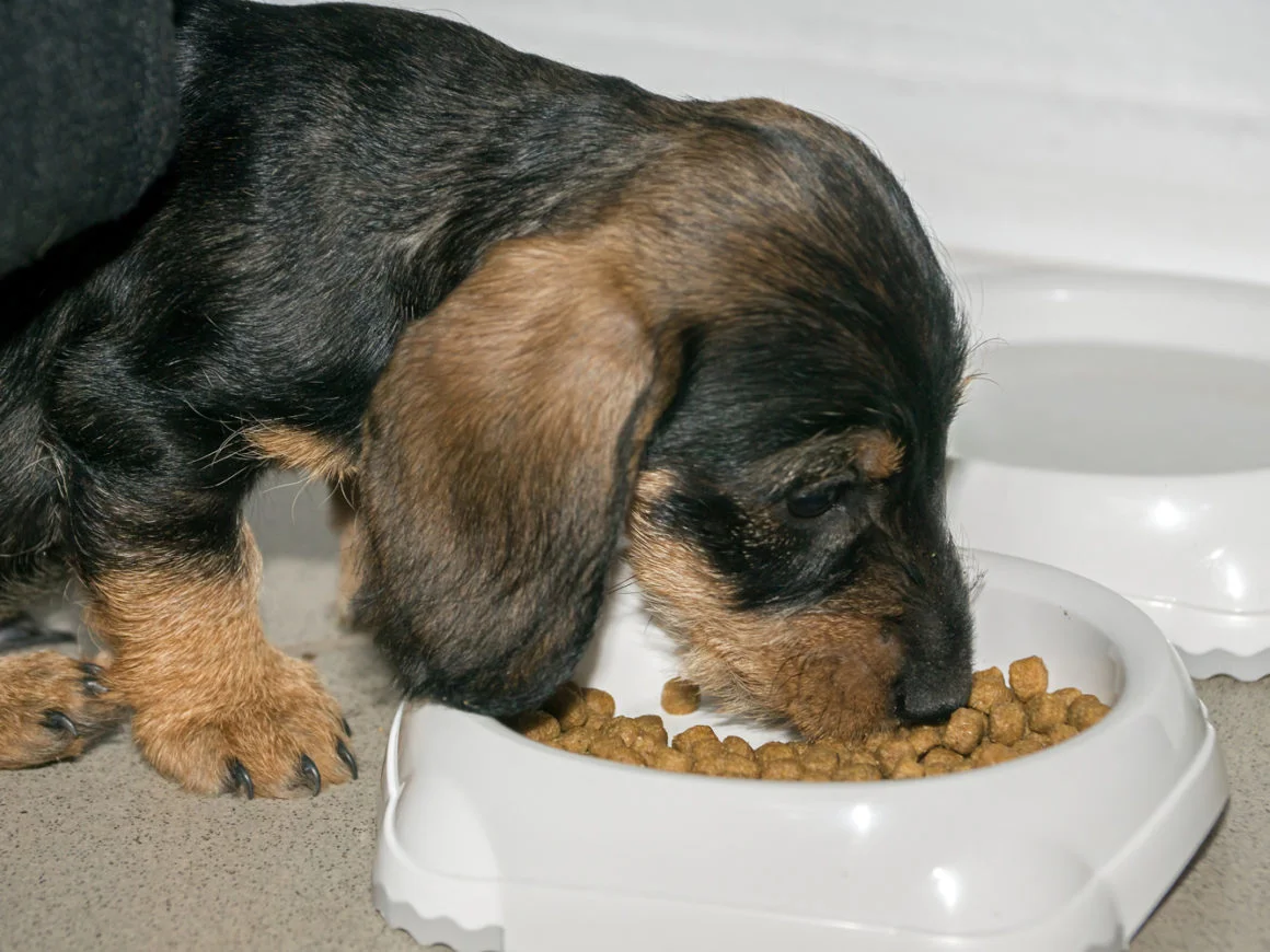 best dog food for dachshunds