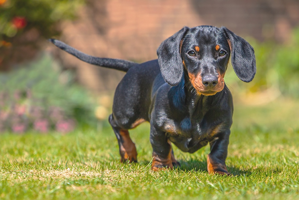 best dog food for dachshunds