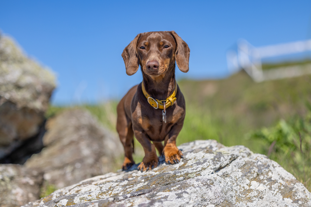 best dog food for dachshunds