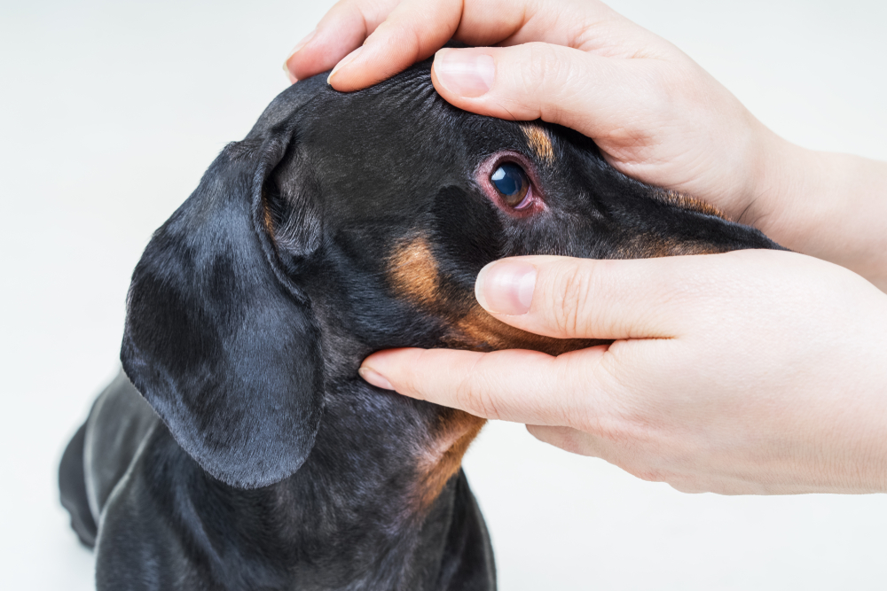 Eye Problems in dachshund