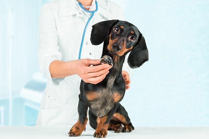 "The dachshund is being monitored for its health."