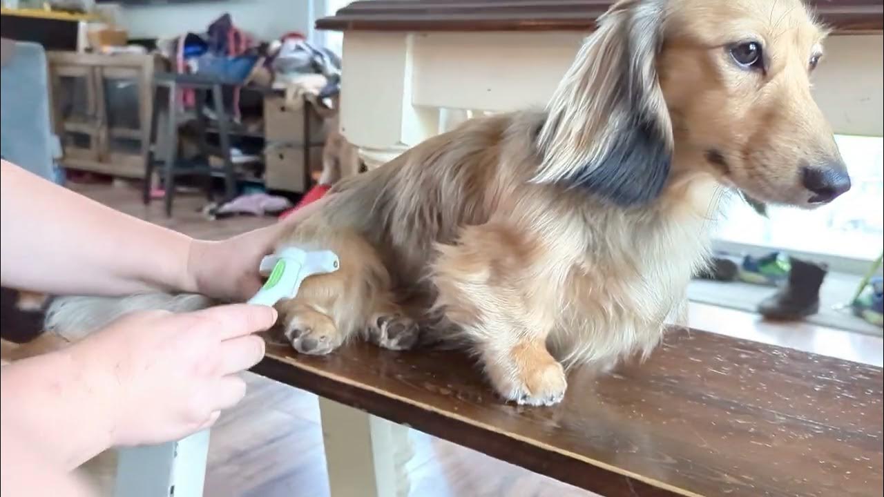 Regular Grooming for dachshund