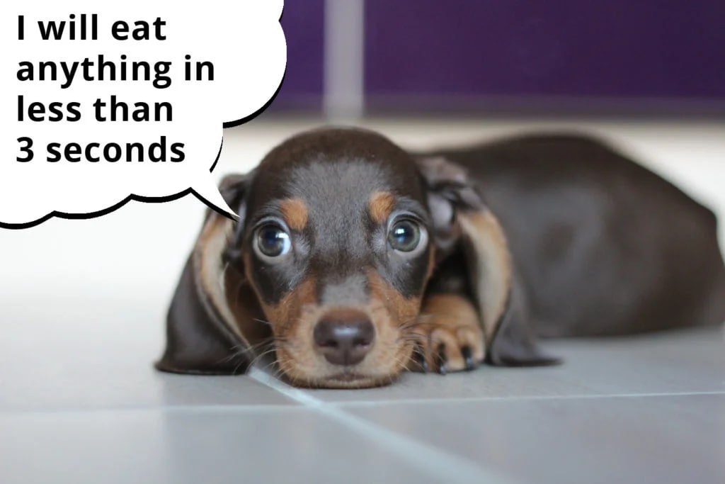 dachshun is lying