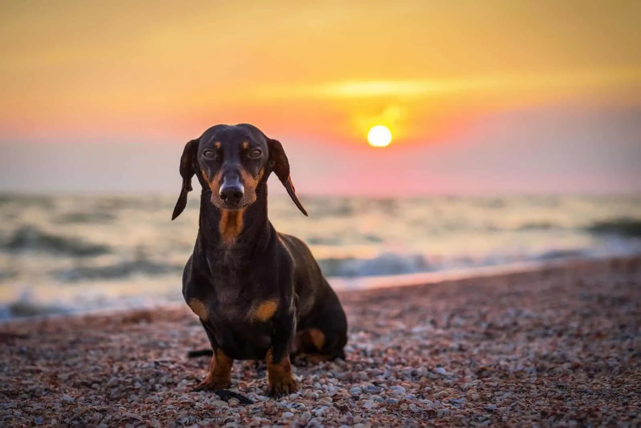 dachshun is looking