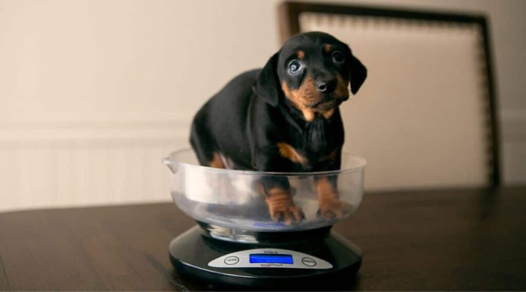 The dachshund is being weighed.