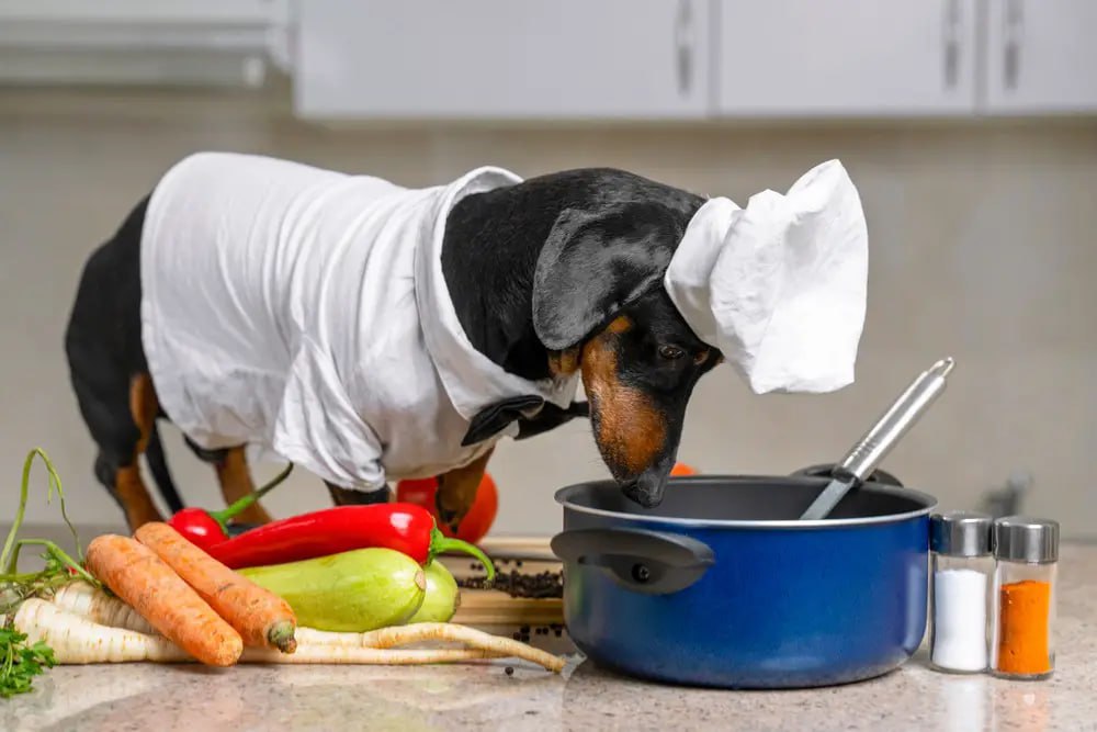 The dachshund is cooking.