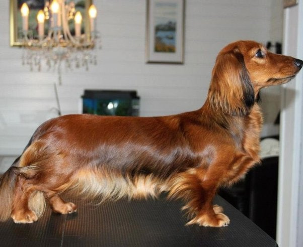 "The dachshund is standing."