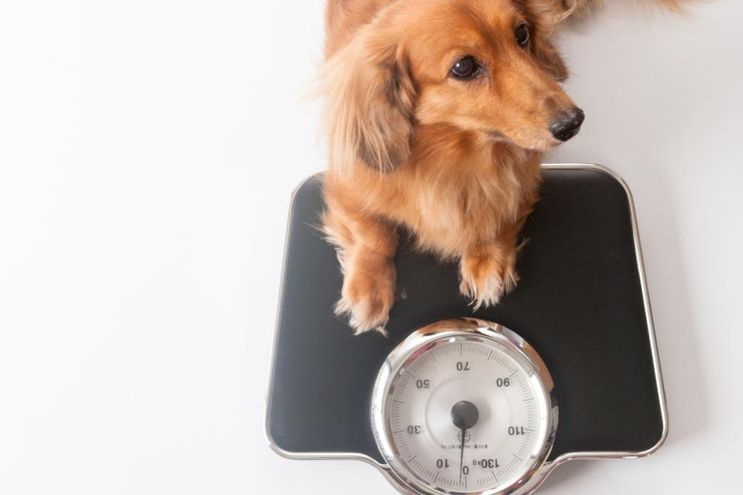 The dachshund is standing on a scale.