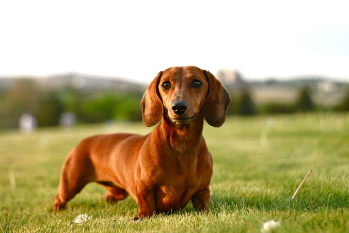 dachshund is looking