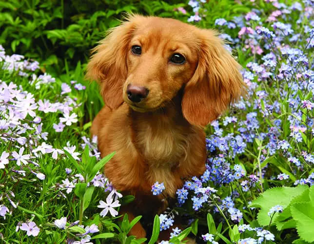 dachshund is looking