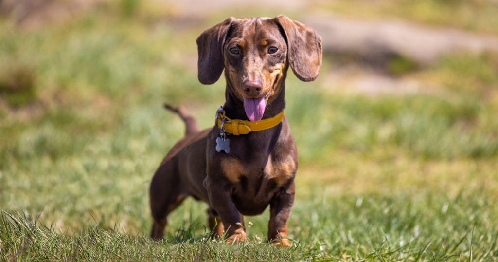 "The dachshund is standing on the grass."