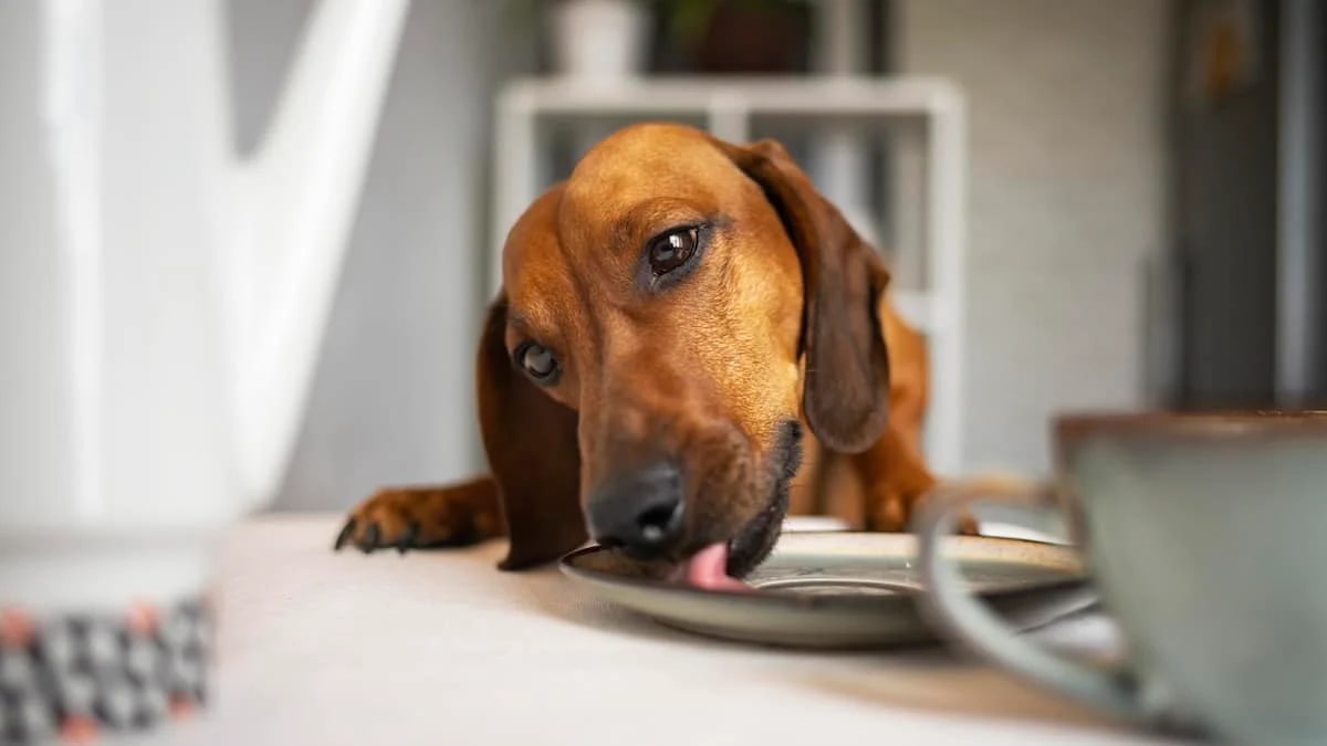 "The dachshund is licking the plate."