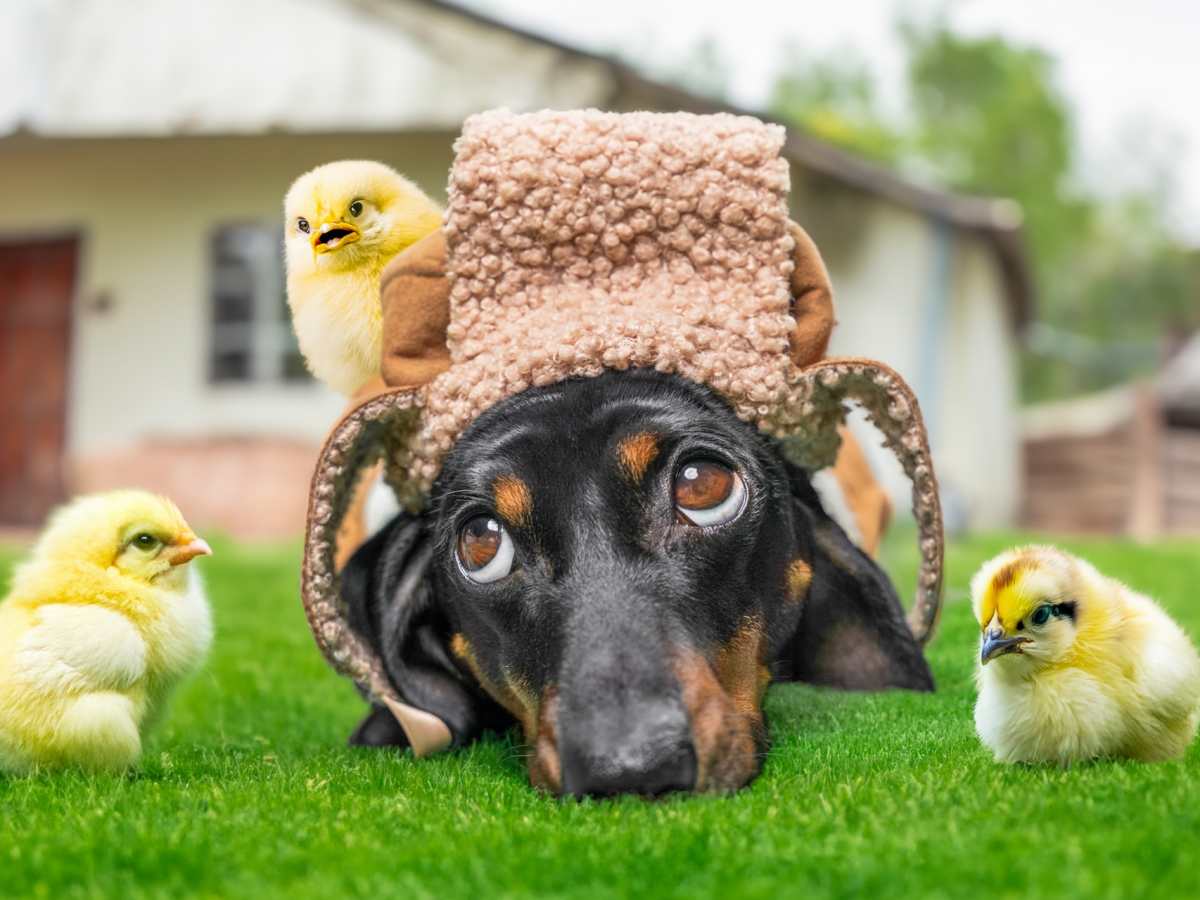 dachshund with chickens