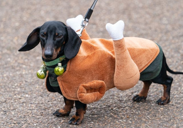 dachshund is looking