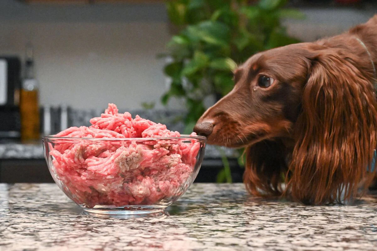  "The dachshund is sniffing the meat."