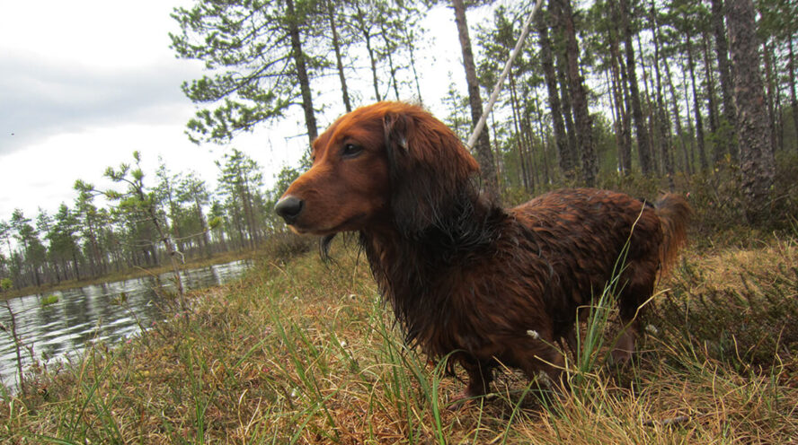 dachshund is huntting