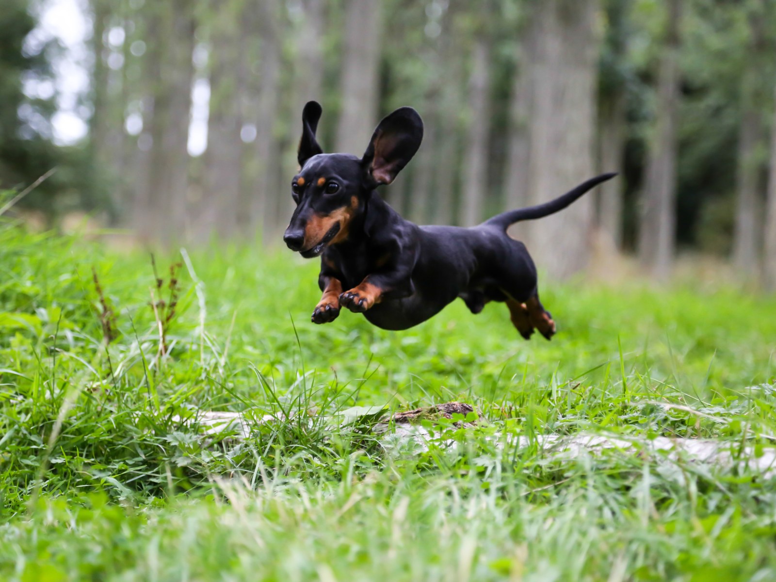 dachshund is running