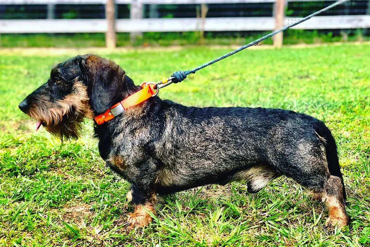 "The dachshund is standing on the grass."