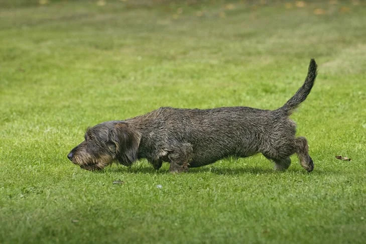 "The dachshund is standing on the grass."