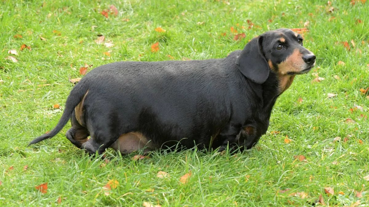 The dachshund is standing on the lawn.