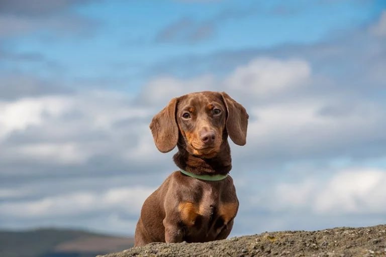 dachshund is looking