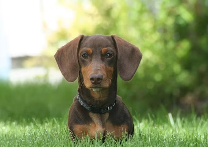 dachshund is looking