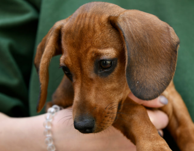 The dachshunds are being held in someone's arms.