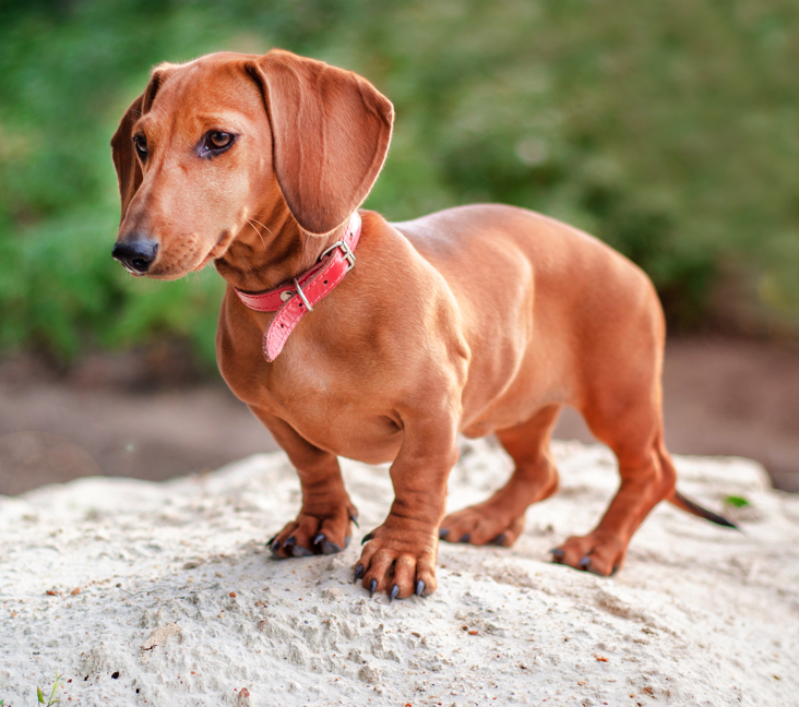 dachshund is looking