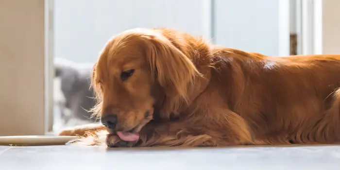 "My dachshund has been excessively licking its coat lately."