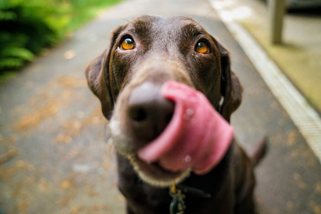 dachshund lick so much