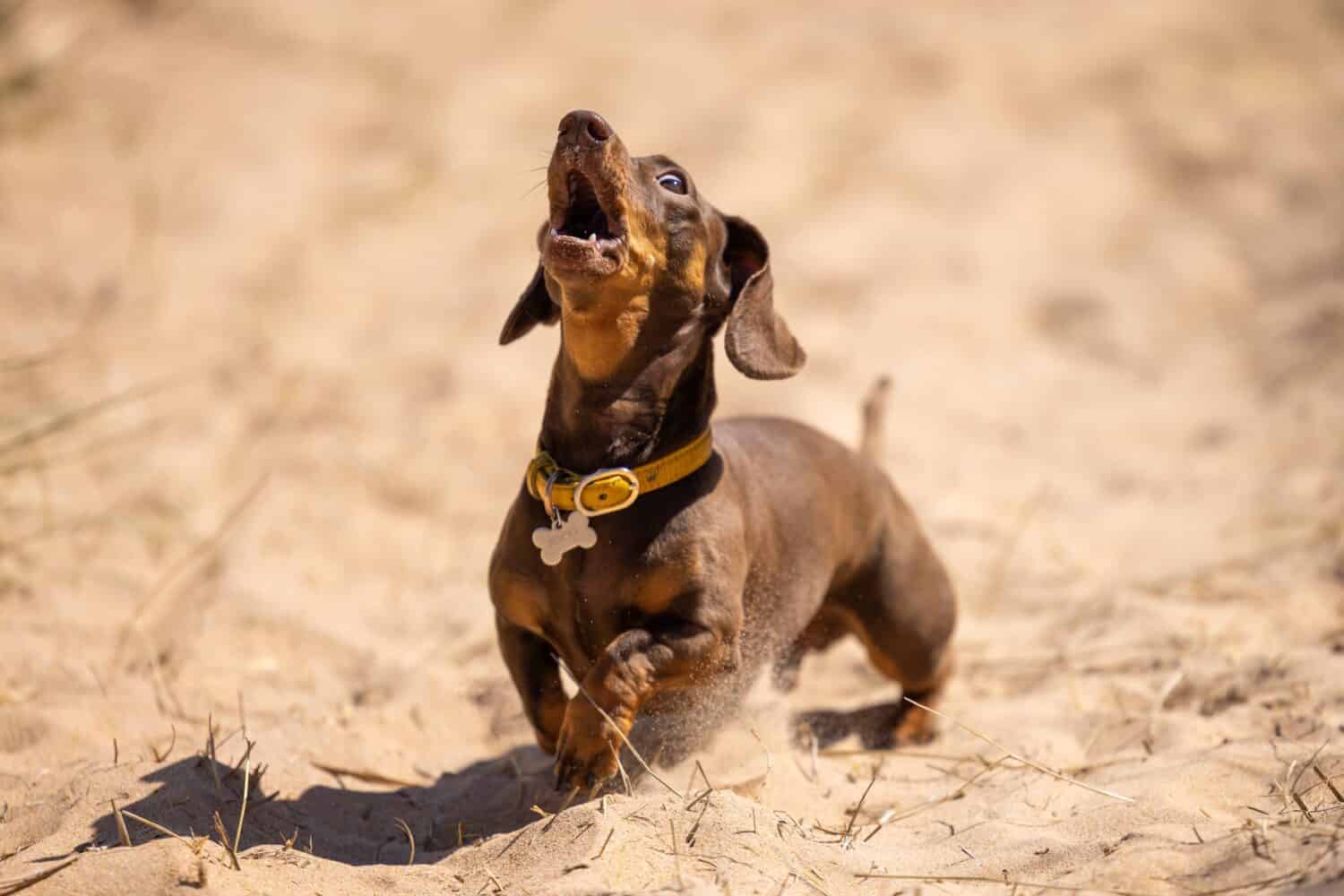 dachshund is running