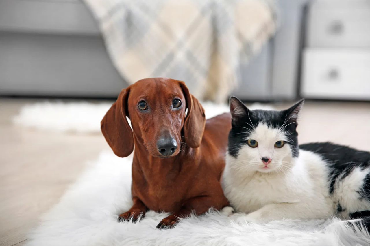 dachshund and cat are lying