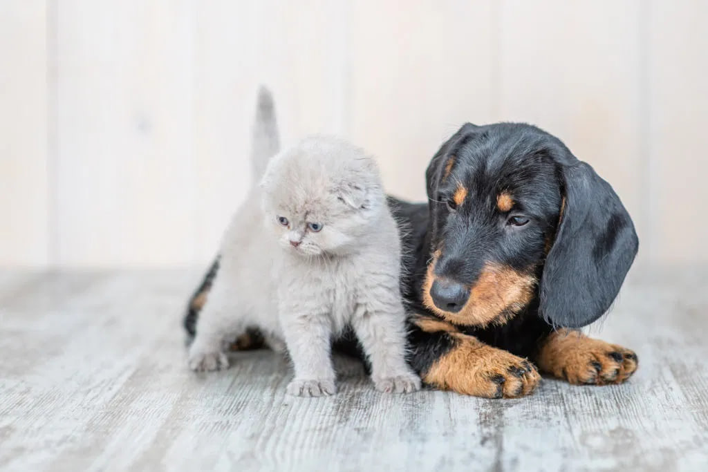 dachshund and cat