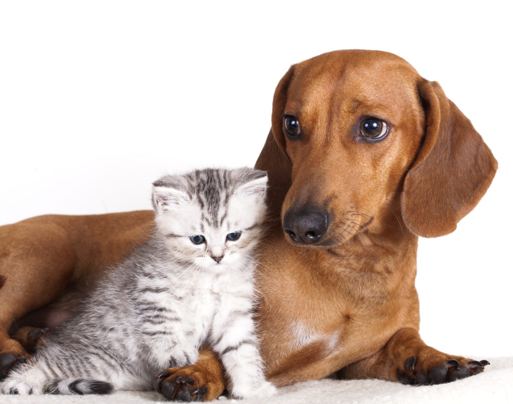 dachshund and cat