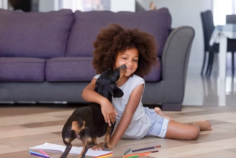 "The dachshund is licking the child's face."