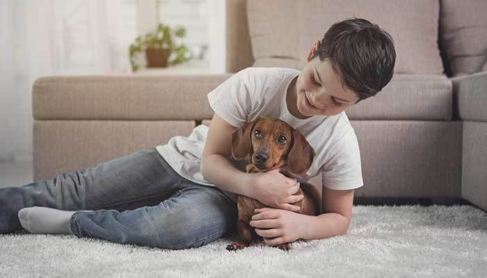 The dachshund is lying on the child's back