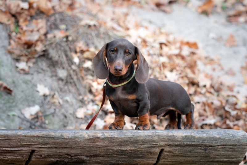 dachshund is looking