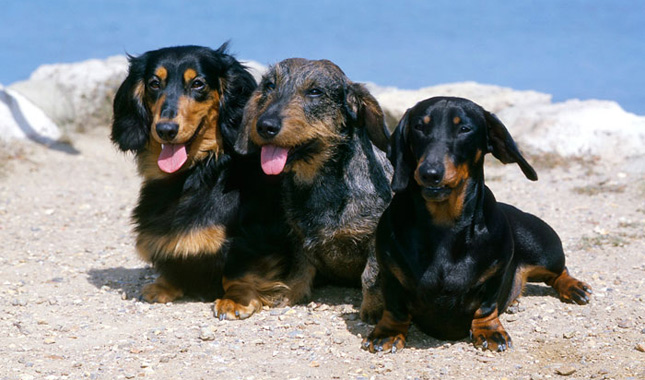 dachshunds are looking