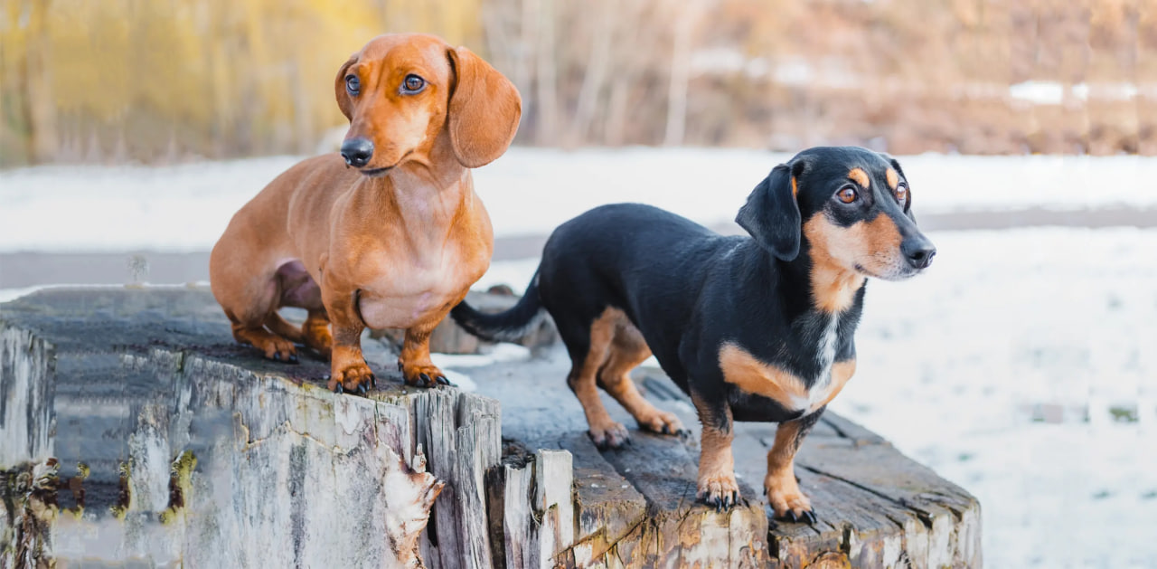 dachshunds are looking