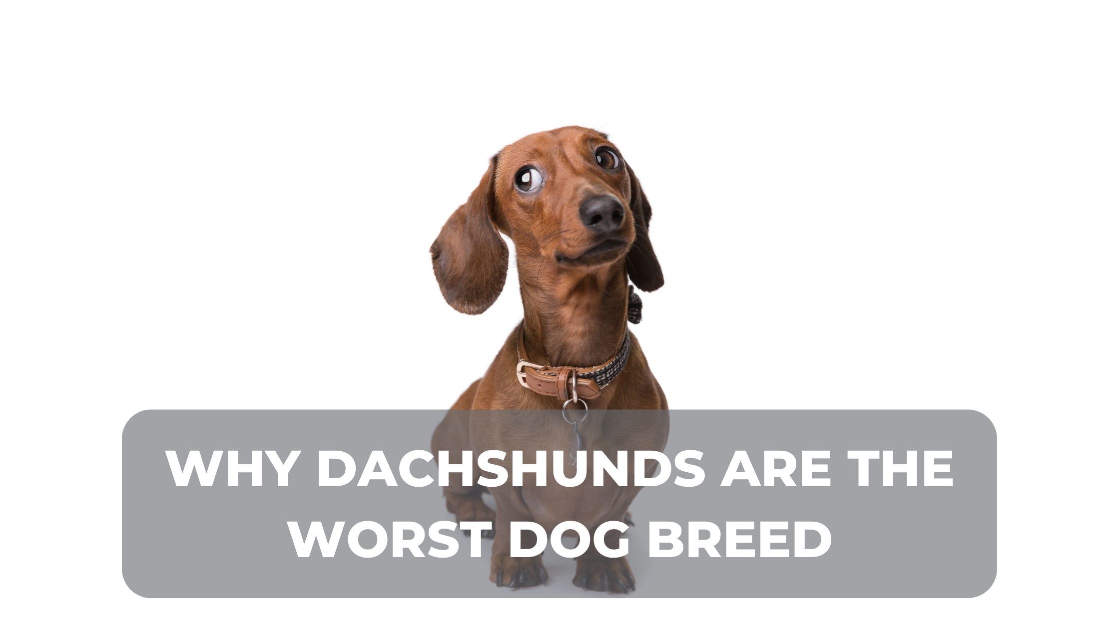 dachshund is looking